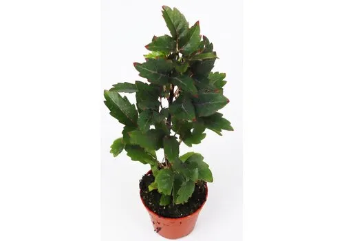 Junai.nl Dizygotheca elegantissima Gemini | 5,5 cm pot | 20 cm hoog