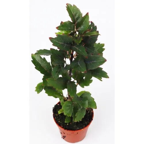 Junai.nl Dizygotheca elegantissima Gemini | 5,5 cm pot | 20 cm hoog