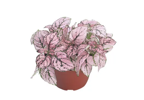 Junai.nl Hypoestes phyllostachya Confetti Compact Rose | 6 cm pot | 12 cm hoog
