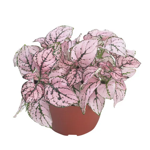 Junai.nl Hypoestes phyllostachya Confetti Compact Rose | 6 cm pot | 12 cm hoog