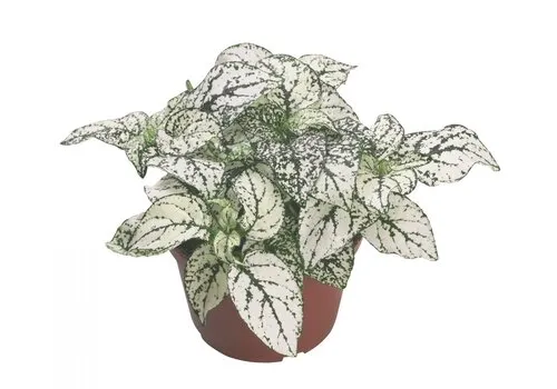 Junai.nl Hypoestes Confetti Compact White | 6 cm pot | 12 cm hoog