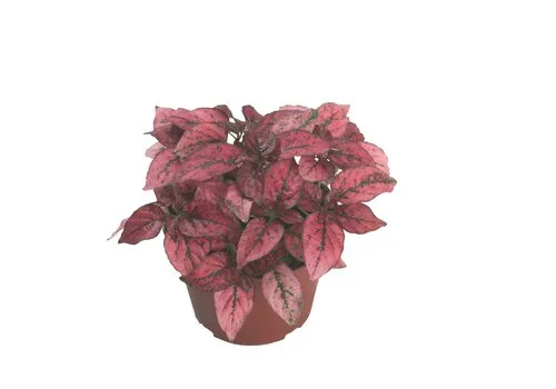 Junai.nl Hypoestes phyllostachya Confetti Compact Red | pot 6 cm | 12 cm hoog