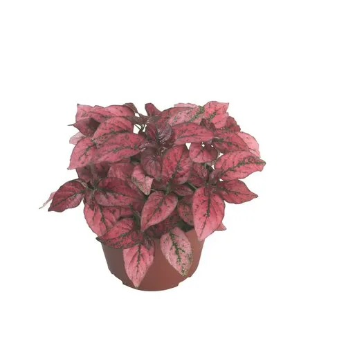 Junai.nl Hypoestes phyllostachya Confetti Compact Red | pot 6 cm | 12 cm hoog