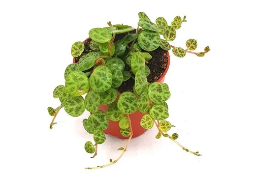 Junai.nl Peperomia String Of Turtles | 5,5 cm pot | 9 cm hoog