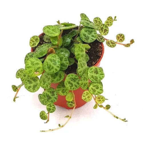 Junai.nl Peperomia String Of Turtles | 5,5 cm pot | 9 cm hoog