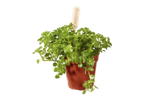 Junai.nl Pilea depressa | 6 cm pot | 12 cm hoog