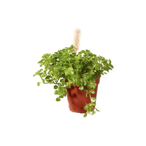 Junai.nl Pilea depressa | 6 cm pot | 12 cm hoog