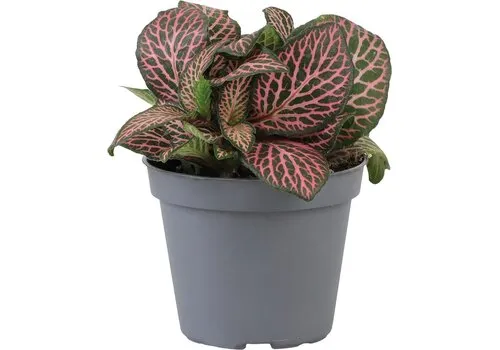 Junai.nl Fittonia verschaffeltii Mini Roze | 5,5 cm pot | 10 cm hoog