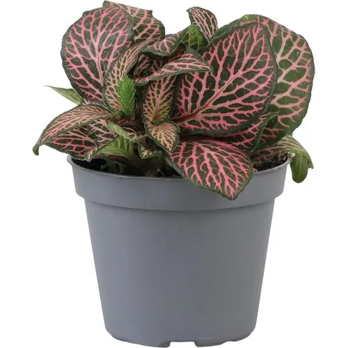 Junai.nl Fittonia verschaffeltii Mini Roze | 5,5 cm pot | 10 cm hoog