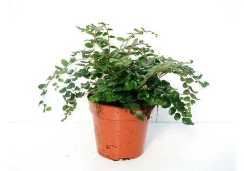 Junai.nl Pellaea rotundifolia | 8,5 cm pot | 20 cm hoog