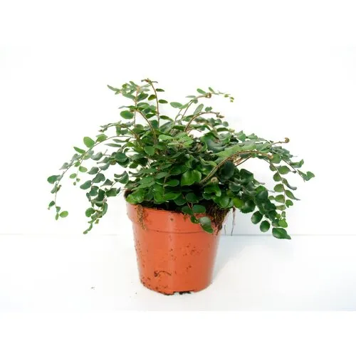 Junai.nl Pellaea rotundifolia | 8,5 cm pot | 20 cm hoog
