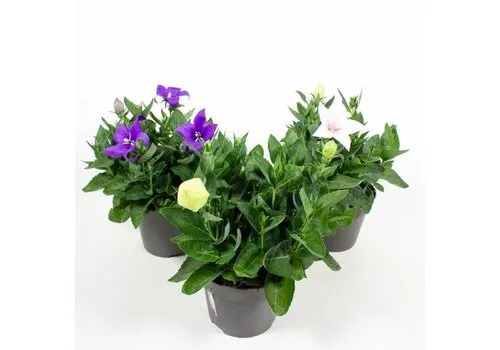 Junai.nl Platycodon grandiflorus gemengd | 20 cm hoog | 12 cm pot | per stuk