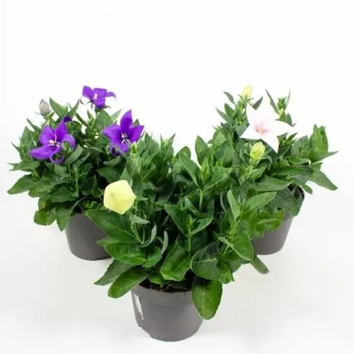 Junai.nl Platycodon grandiflorus gemengd | 20 cm hoog | 12 cm pot | per stuk