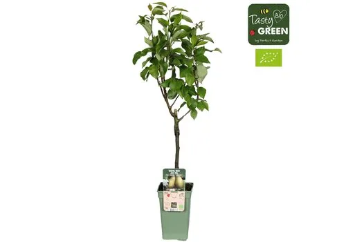 Junai.nl Pyrus communis 'Conference' | perenboom op stam | 60 cm hoog | 19 cm pot