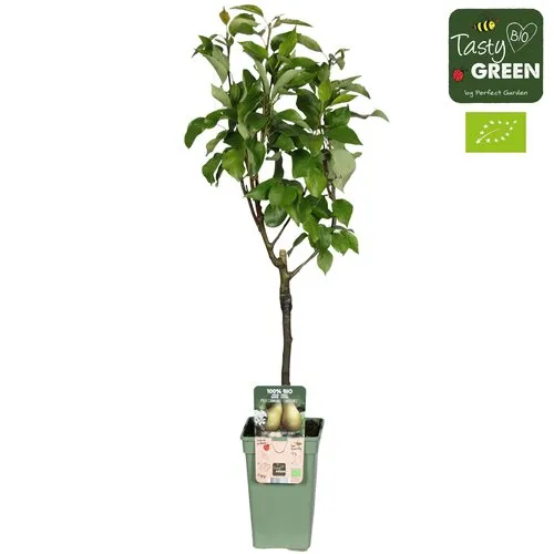 Junai.nl Pyrus communis 'Conference' | perenboom op stam | 60 cm hoog | 19 cm pot