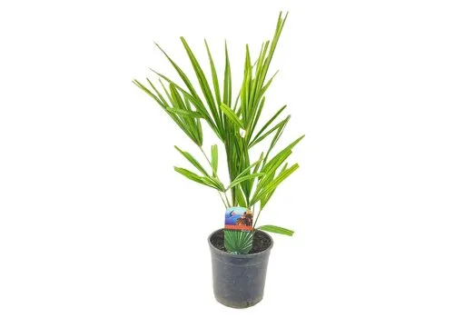 Junai.nl Trachycarpus fortunei | 55 cm hoog | 15 cm pot