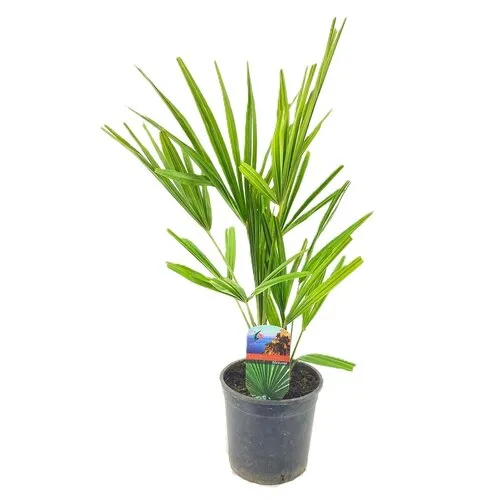 Junai.nl Trachycarpus fortunei | 55 cm hoog | 15 cm pot