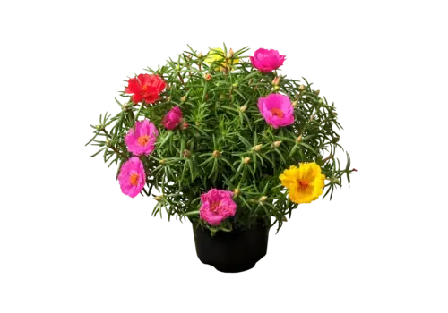 Junai.nl Portulaca | 15 cm hoog | 9 cm pot