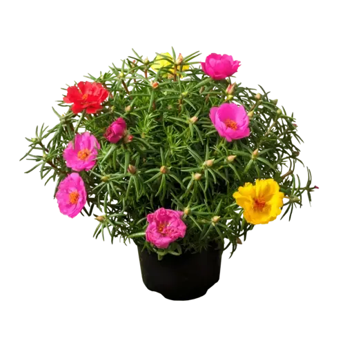 Junavera Portulaca | 15 cm hoog | 9 cm pot