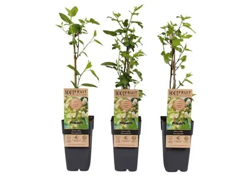 Junai.nl Mulberry Moerbei Morus alba Dolce Vita | 45 cm hoog | 15 cm pot