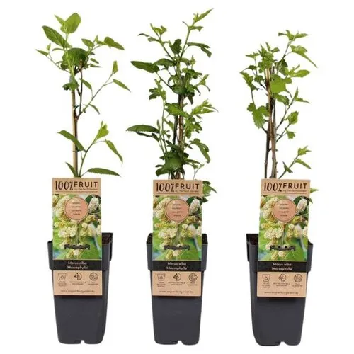 Junai.nl Mulberry Moerbei Morus alba Dolce Vita | 45 cm hoog | 15 cm pot
