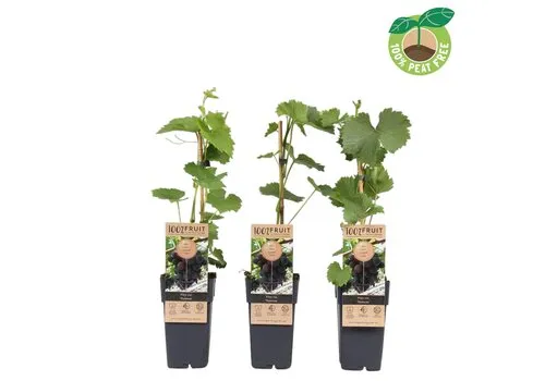 JUNAVERA Rode buiten druif Vanessa | Vitis labrusca | 45 cm hoog | 15 cm pot