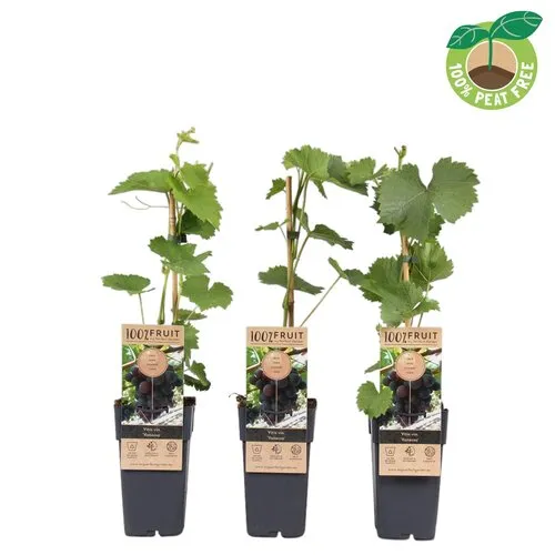 JUNAVERA Rode buiten druif Vanessa | Vitis labrusca | 45 cm hoog | 15 cm pot