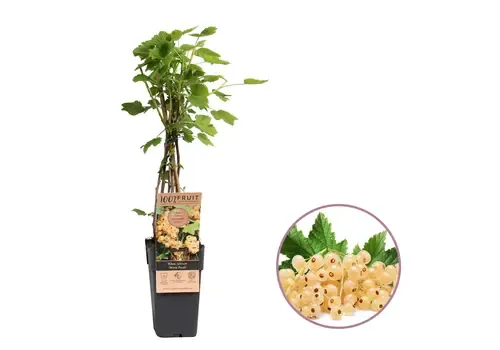 Junai.nl Witte Aalbes Ribes rubrum Witte Parel | 45 cm hoog | 15 cm pot