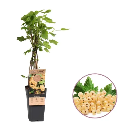 Junai.nl Witte Aalbes Ribes rubrum Witte Parel | 45 cm hoog | 15 cm pot