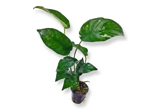 HS Aqua Anubias gilletii | In 5 cm pot