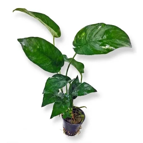 HS Aqua Anubias gilletii | In 5 cm pot
