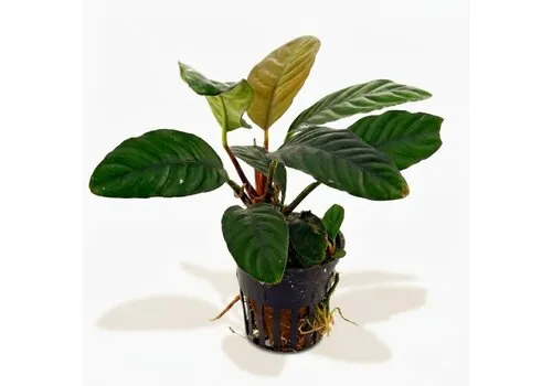 HS Aqua Anubias caffefolia | In 5cm pot