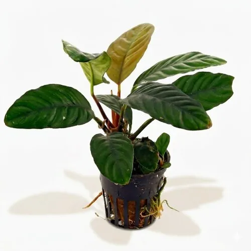 HS Aqua Anubias caffefolia | In 5cm pot