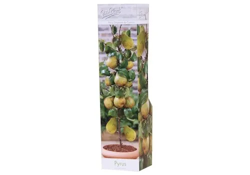 PatioPlant Pyrus Doyenné du Comice | perenboom | 35 cm hoog | 9 cm pot