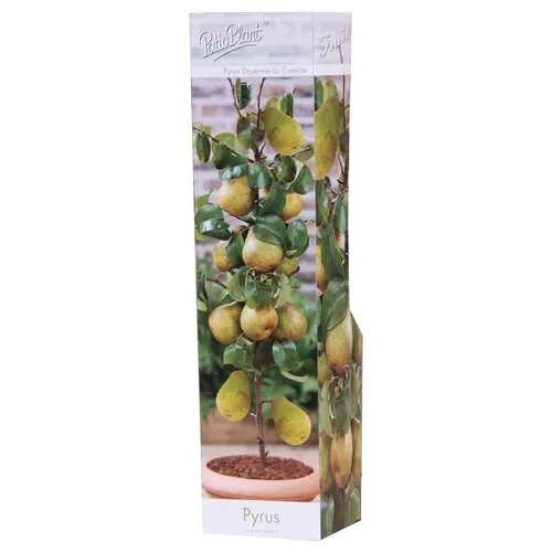 PatioPlant Pyrus Doyenné du Comice | perenboom | 35 cm hoog | 9 cm pot