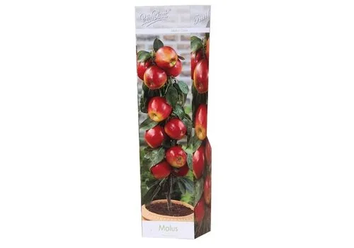 PatioPlant Malus Gala | Patio appelboom | 35 cm hoog | 9 cm pot