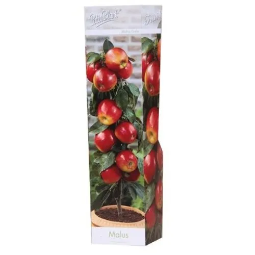 PatioPlant Malus Gala | Patio appelboom | 35 cm hoog | 9 cm pot