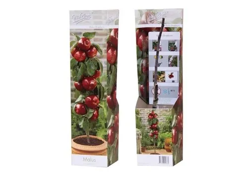 PatioPlant Malus Braeburn | Appelboom | 35 cm hoog | 9 cm pot