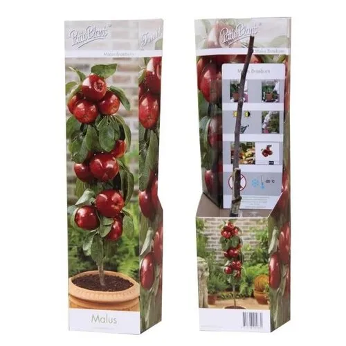 PatioPlant Malus Braeburn | Appelboom | 35 cm hoog | 9 cm pot