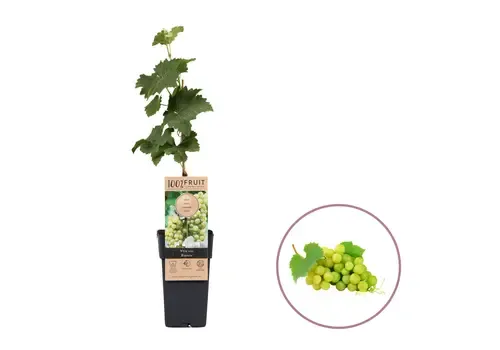 Junai.nl Vitis vinifera Bianca | Witte druif | 55 cm hoog | 15 cm pot