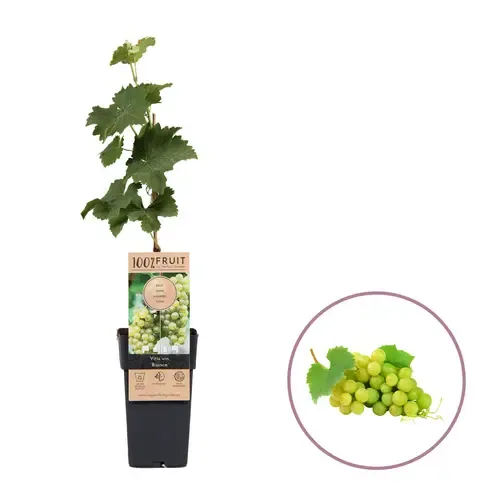 Junai.nl Vitis vinifera Bianca | Witte druif | 55 cm hoog | 15 cm pot