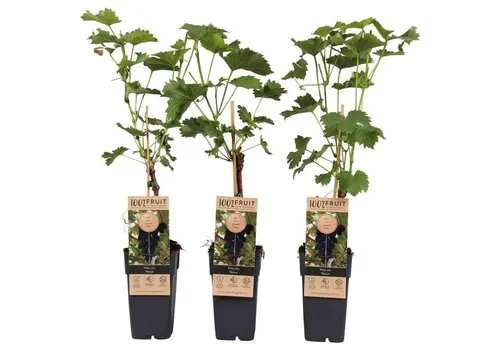 Junai.nl Vitis vinifera 'Venus' | Pitloze blauwe druif | 55 cm hoog | 15 cm pot