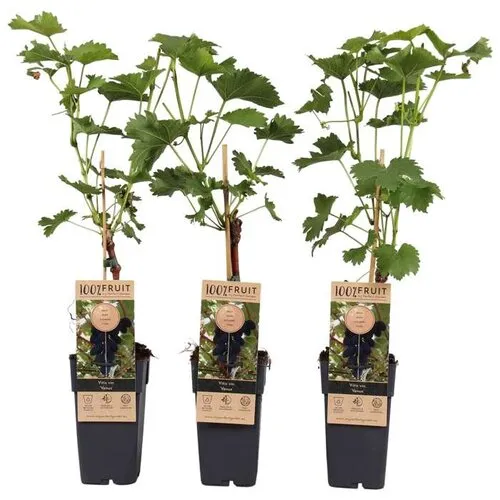 Junai.nl Vitis vinifera 'Venus' | Pitloze blauwe druif | 55 cm hoog | 15 cm pot