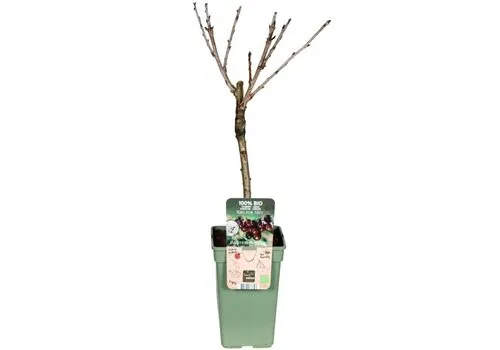 Junai.nl BIO Prunus avium Kordia kersenboom op stam | laagstam | 100 cm hoog | 23 cm pot