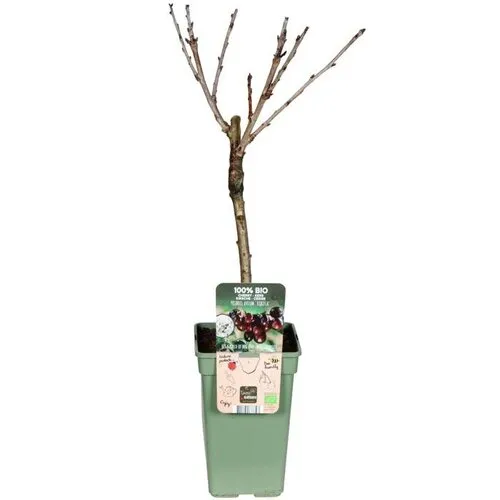 Junai.nl BIO Prunus avium Kordia kersenboom op stam | laagstam | 100 cm hoog | 23 cm pot
