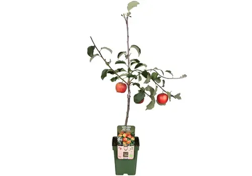 Junai.nl BIO Malus Domestica Jonagold op stam | laagstam | 100 cm hoog | 23 cm pot