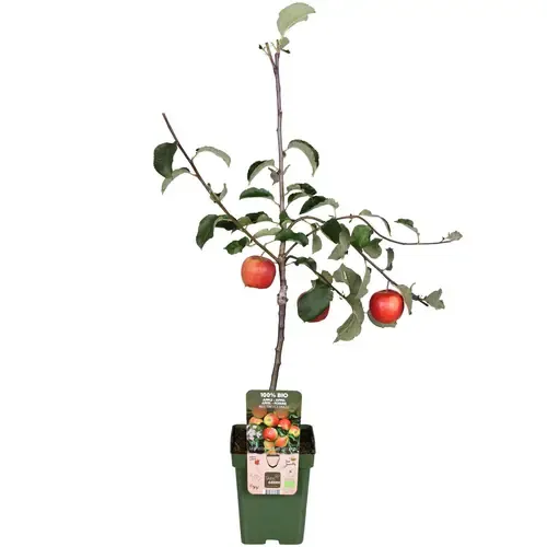 Junai.nl BIO Malus Domestica Jonagold op stam | laagstam | 100 cm hoog | 23 cm pot