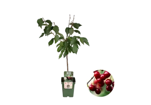 Junai.nl BIO Prunus avium Regina | Kersenboom laagstam op stam | 100 cm hoog | 23 cm pot