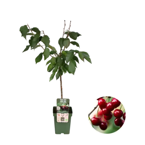 Junai.nl BIO Prunus avium Regina | Kersenboom laagstam op stam | 100 cm hoog | 23 cm pot