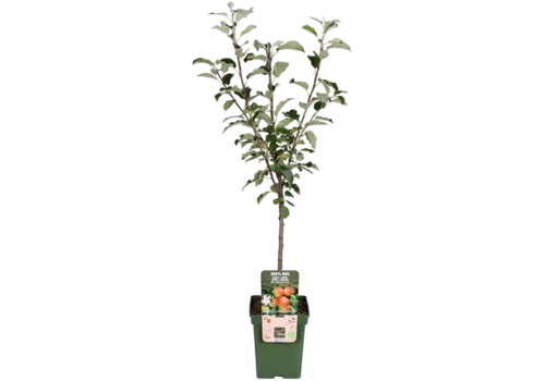 Junai.nl BIO Malus domestica Elstar op stam | laagstam | 100 cm hoog | 23 cm pot